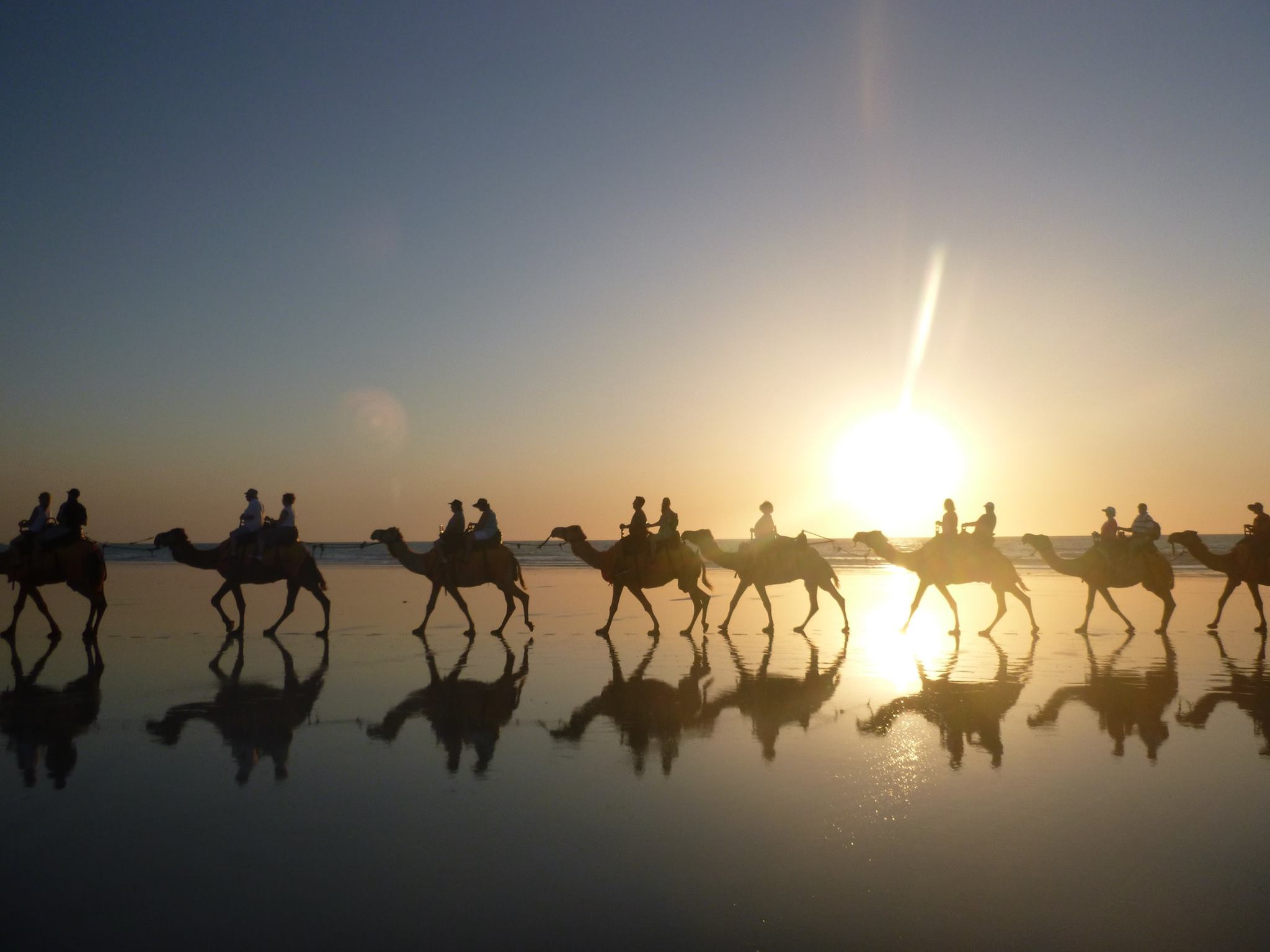 Camels
